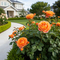 David Austin? Lady of Shalott? Rose Shrub - Rosa 'Lady of Shalott'