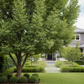 Lakota Pecan Tree - Carya illinoinensis 'Lakota'