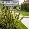 Laurentii Snake Plant - Sansevieria trifasciata 'Laurentii'