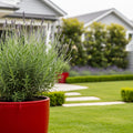Lavender Cone in Red Luxe Pot - Lavandula stoechas