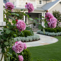 Lavender Crush Climbing Rose