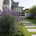 Exceptional? Lavender Plant - Lavandula angustifolia