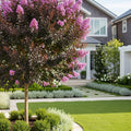 Black Diamond? Lavender Lace? Crape Myrtle Tree - Lagerstroemia