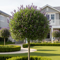Lavender Standard Topiary Tree - Lavandula angustifolia
