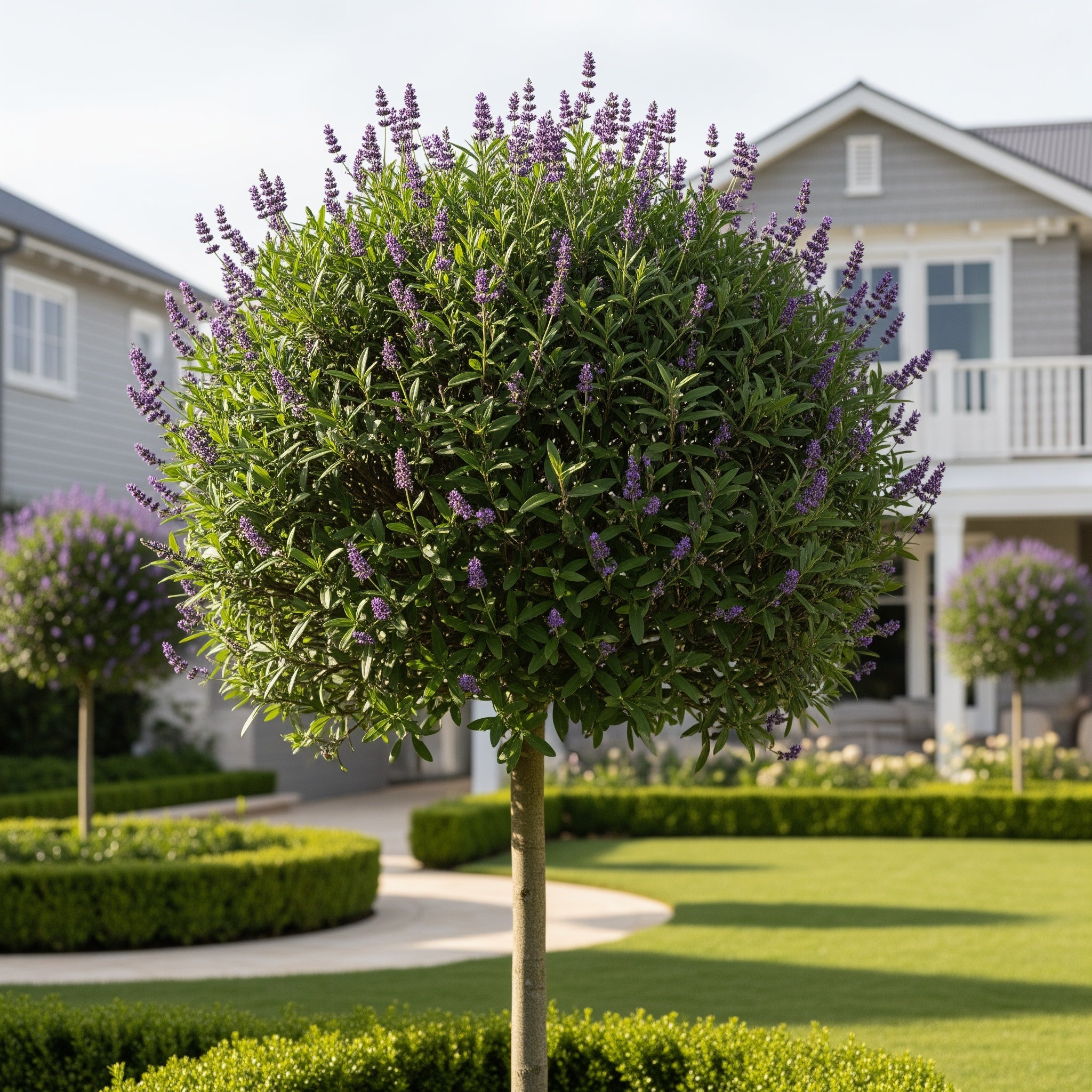 Lavender Standard Topiary Tree - Lavandula angustifolia