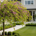 Lavender Twist? Weeping Redbud Tree - Cercis canadensis 'Lavender Twist'