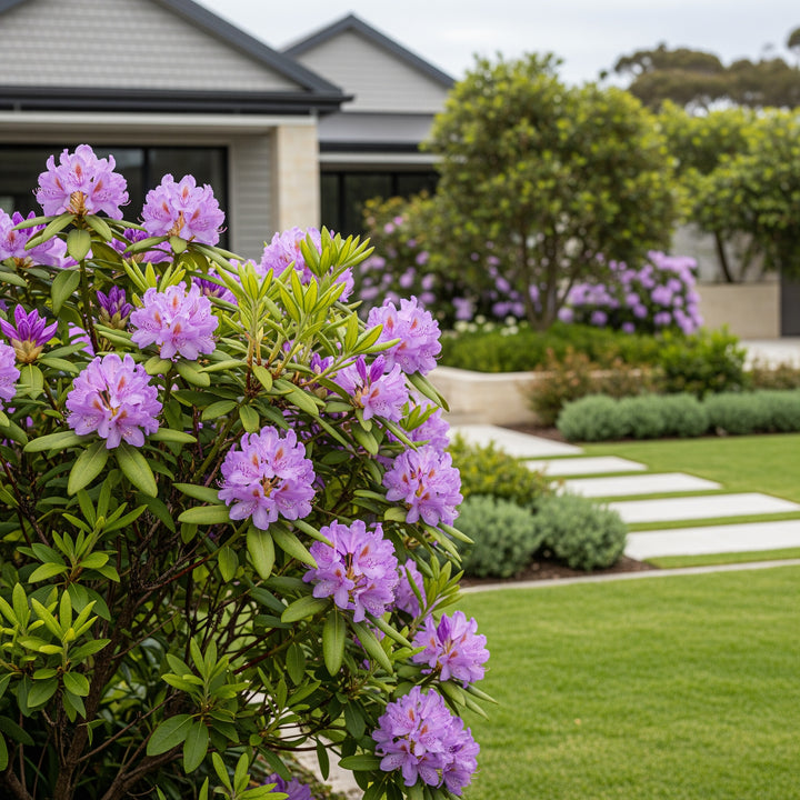 Lavender Rhododendron Shrub - Rhododendron spp.