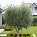 Leccino Olive Tree - Olea europaea 'Leccino'