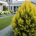 Lemon Cypress - Cupressus macrocarpa 'Goldcrest'