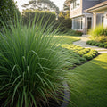Lemon Grass Plant - Cymbopogon citratus