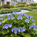 Proven Winners? Let's Dance? Blue Jangles Hydrangea Shrub - Hydrangea macrophylla