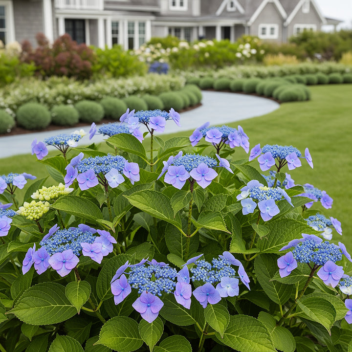 Proven Winners® Let's Dance® Blue Jangles Hydrangea Shrub - Hydrangea macrophylla
