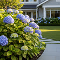 Proven Winners? Let's Dance Sky View? Hydrangea