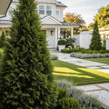 Leyland Cypress Tree - Cupressocyparis leylandii