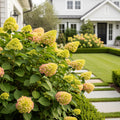 Proven Winners? Limelight Hydrangea Shrub - Hydrangea paniculata 'Limelight'