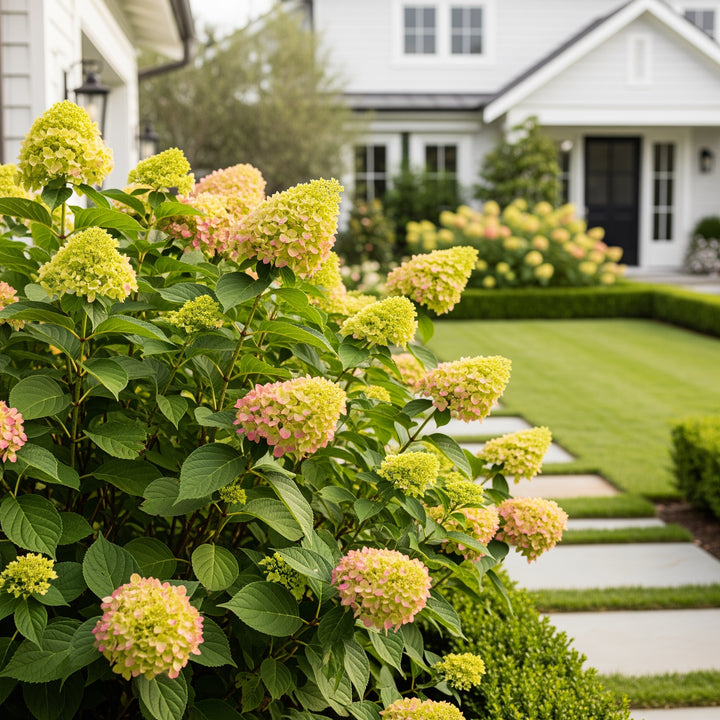 Proven Winners® Limelight Hydrangea Shrub - Hydrangea paniculata 'Limelight'