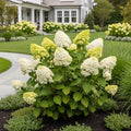 Limelight Prime? Hydrangea Shrub - Hydrangea paniculata 'Limelight Prime'