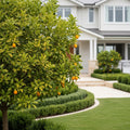 Limequat Tree - Citrus aurantifolia ? Fortunella