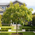 Little Cado Avocado Tree - Persea americana