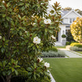 Little Gem Magnolia Tree - Magnolia grandiflora 'Little Gem'