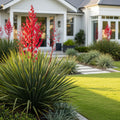 Red Yucca Little Giant - Hesperaloe parviflora 'Little Giant'