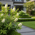 Proven Winners? Little Henry? Sweetspire Shrub - Itea virginica 'Little Henry'