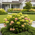 Proven Winners? Little Lime? Hydrangea Shrub - Hydrangea paniculata