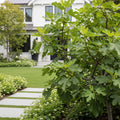 Southern Living? Little Miss Figgy? Tree - USDA Organic - Ficus carica 'Little Miss Figgy'