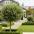 Little Ollie' Dwarf Olive Tree - Olea europaea