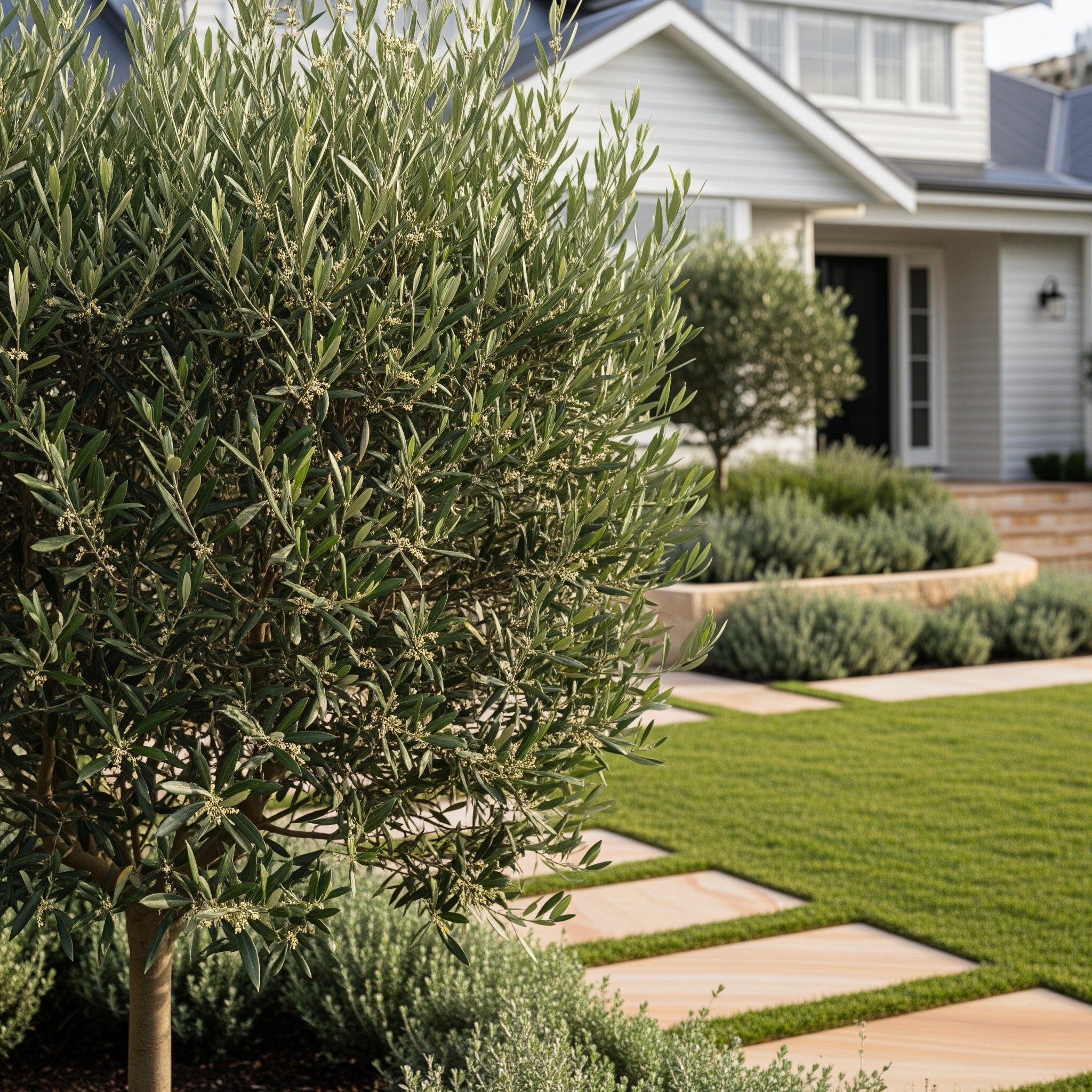 Little Ollie' Dwarf Olive Tree - Olea europaea 'Little Ollie'