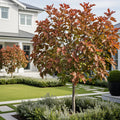 Little Ruby Fig Tree - Ficus carica 'Little Ruby'
