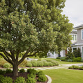 Live Oak Tree Arizona - Quercus virginiana
