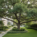 Live Oak Tree - Quercus virginiana