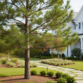 Loblolly Pine Tree - Pinus taeda