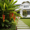 Lobster Claw Plant - Heliconia