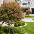 Proven Winners? Lollipop? Crabapple Tree