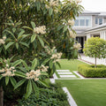 Loquat 'Japanese Plum' Tree - Eriobotrya japonica