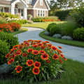 Low Rider? Gaillardia Plant