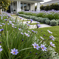 Lucerne Blue-Eyed Grass
