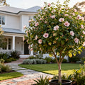 Lucy Rose of Sharon Althea Tree