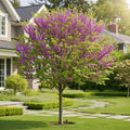 Luscious Lavender? Redbud Tree - Cercis canadensis 'Luscious Lavender'