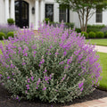 Lynn's Legacy Texas Sage Shrub - Salvia greggii 'Lynn's Legacy'