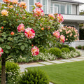 Marc Chagall Rose Tree