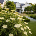Marge Elderberry Bush - Sambucus