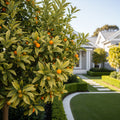 Marumi Kumquat Tree - Citrus japonica