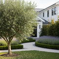 Maurino Olive Tree - Olea europaea 'Maurino'