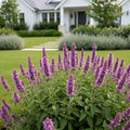 Meant to Bee? Royal Raspberry Agastache Plant - Agastache x 'Royal Raspberry'