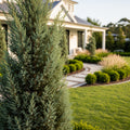 Medora Juniper - Juniperus scopulorum 'Medora'