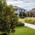 Meiwa Sweet Kumquat Tree - Citrus japonica 'Meiwa'