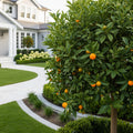 Meiwa Sweet Kumquat Tree - Citrus japonica